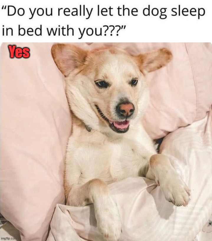 Yes | image tagged in dogs | made w/ Imgflip meme maker