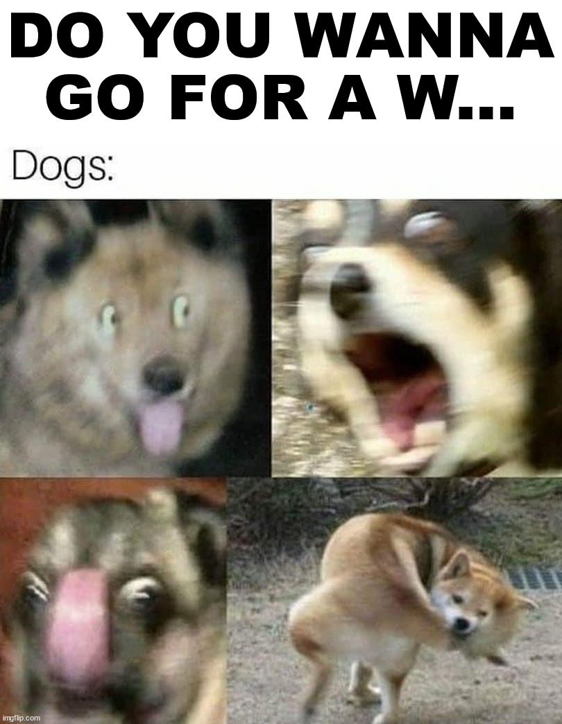 DO YOU WANNA GO FOR A W... | image tagged in dogs | made w/ Imgflip meme maker