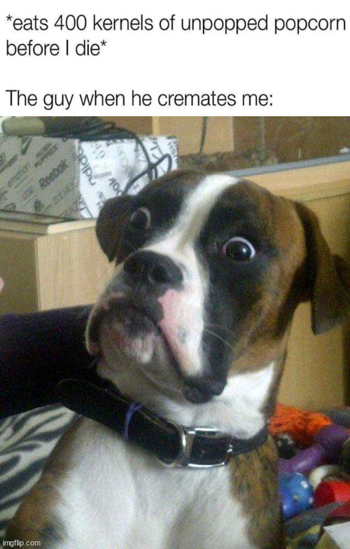 Blankie the Shocked Dog | image tagged in blankie the shocked dog,dark humor | made w/ Imgflip meme maker