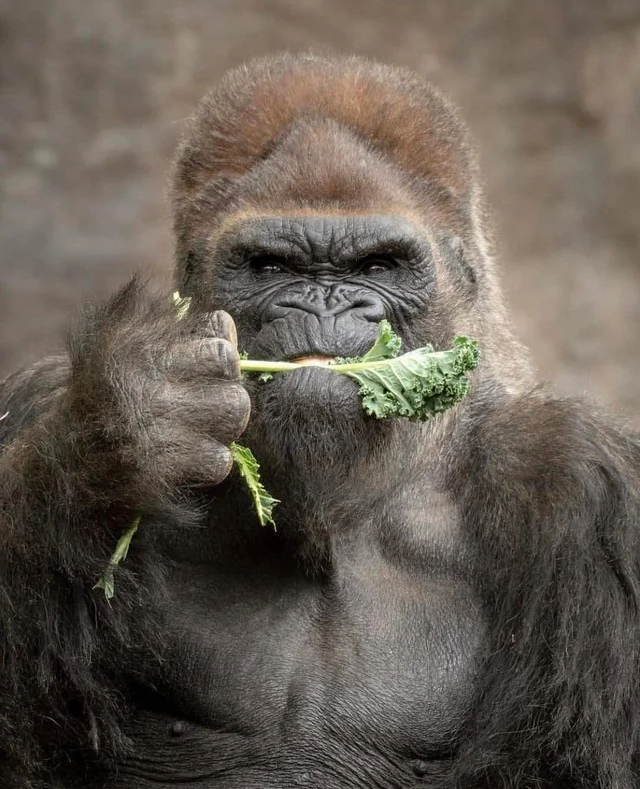 High Quality Veggie Gorilla Blank Meme Template