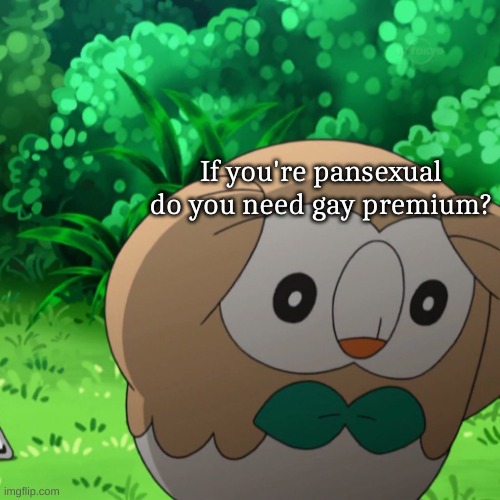 Plotting Rowlet | If you're pansexual do you need gay premium? | image tagged in plotting rowlet | made w/ Imgflip meme maker