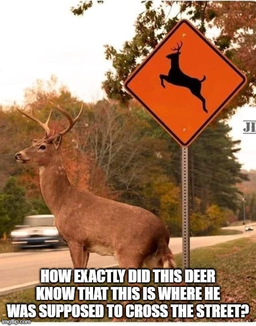 Cross the street | HOW EXACTLY DID THIS DEER KNOW THAT THIS IS WHERE HE WAS SUPPOSED TO CROSS THE STREET? | image tagged in animals | made w/ Imgflip meme maker