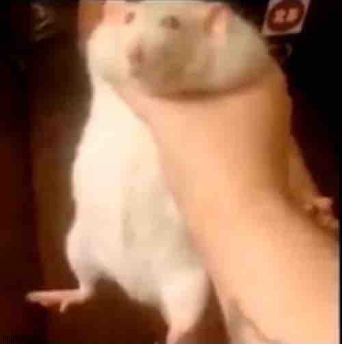 Shitpost | made w/ Imgflip meme maker