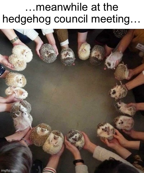 dog-council-gathers-for-you-imgflip