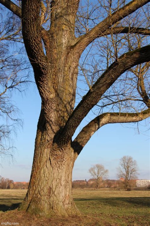 Its a tree in Michigan that I like allot | image tagged in tree | made w/ Imgflip meme maker