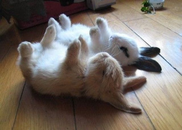 image tagged in animals