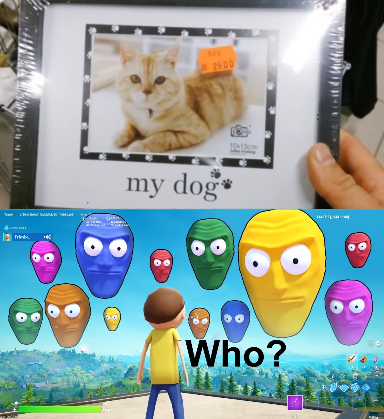 Strange, chonky dog... | Who? | image tagged in floating heads starring at your soul,memes,funny,funny memes,you had one job,task failed successfully | made w/ Imgflip meme maker