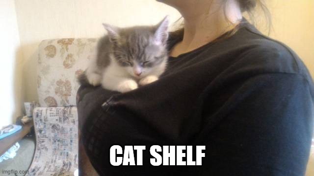 CAT SHELF | image tagged in cats | made w/ Imgflip meme maker