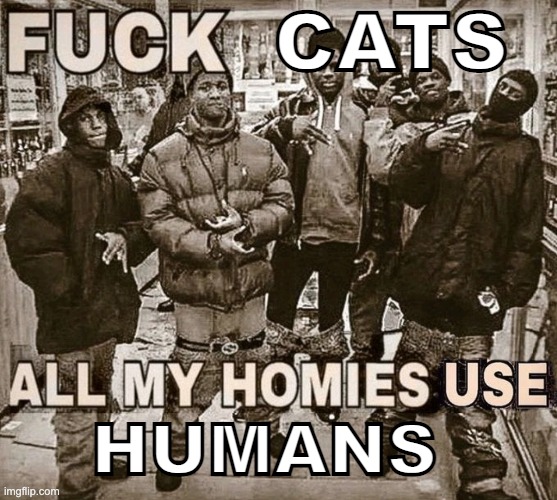 All my homies use | HUMANS CATS | image tagged in all my homies use | made w/ Imgflip meme maker