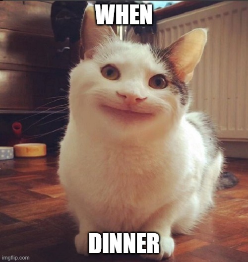 WHEN; DINNER | image tagged in cats | made w/ Imgflip meme maker