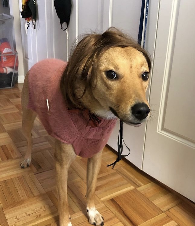 High Quality Wig dog Blank Meme Template