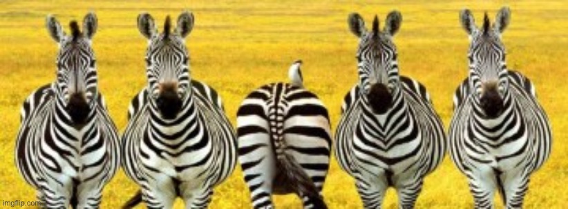 Zooombree | image tagged in zebra,wot | made w/ Imgflip meme maker