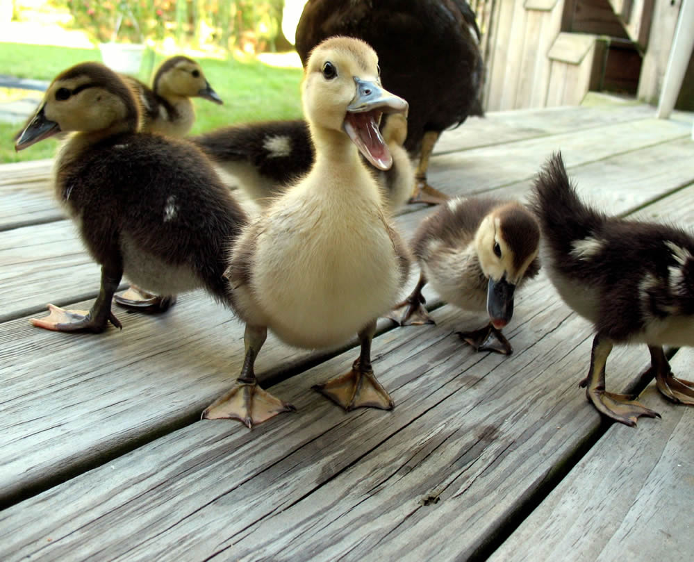 image tagged in animals,cute