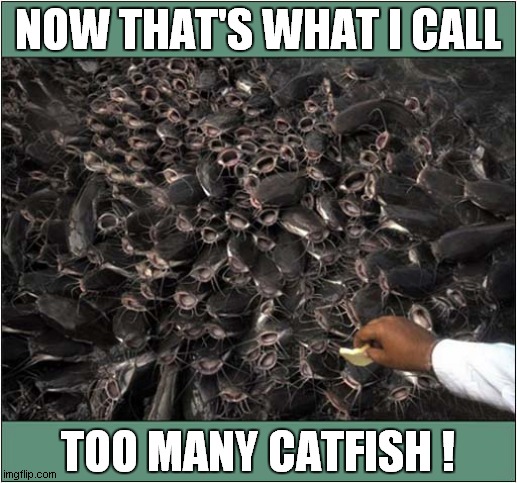A Fishy Feeding Frenzy ! | NOW THAT'S WHAT I CALL; TOO MANY CATFISH ! | image tagged in now thats what i call,too many,catfish | made w/ Imgflip meme maker