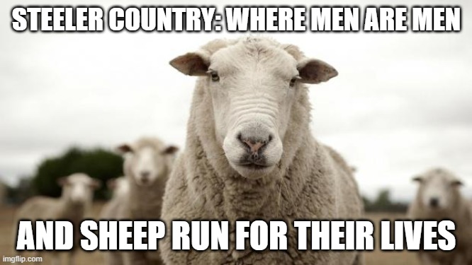 Sheep |  STEELER COUNTRY: WHERE MEN ARE MEN; AND SHEEP RUN FOR THEIR LIVES | image tagged in sheep,steelers | made w/ Imgflip meme maker