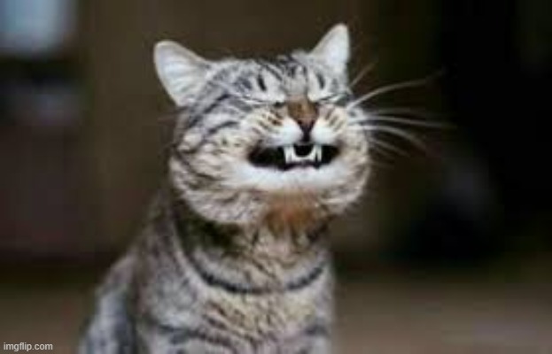 Grimacing Cat | image tagged in grimacing cat,cat,cats,memes,funny,funny memes | made w/ Imgflip meme maker