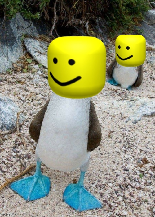shitpost | image tagged in noobie boobie | made w/ Imgflip meme maker