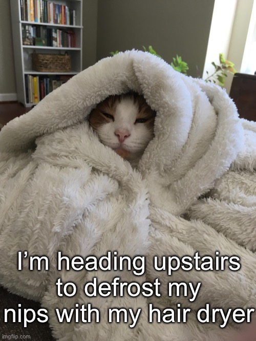 In DC this week, just in time for a huge snow storm. | I’m heading upstairs to defrost my nips with my hair dryer | image tagged in funny memes,funny cat memes,snow day | made w/ Imgflip meme maker
