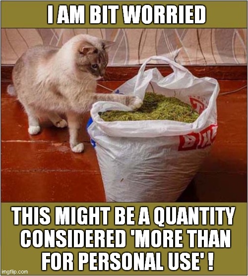 Too Much Catnip ! | I AM BIT WORRIED; THIS MIGHT BE A QUANTITY 
CONSIDERED 'MORE THAN
 FOR PERSONAL USE' ! | image tagged in cats,catnip,too much | made w/ Imgflip meme maker