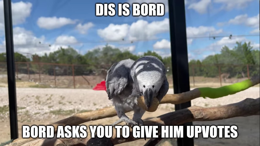 Bord want upvote so he can be shared | DIS IS BORD; BORD ASKS YOU TO GIVE HIM UPVOTES | image tagged in bord with nut | made w/ Imgflip meme maker