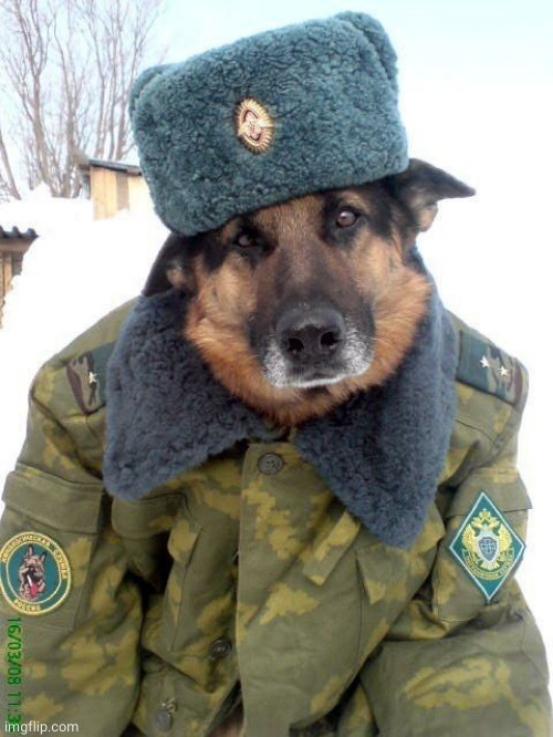 Russian Dog | image tagged in russian dog | made w/ Imgflip meme maker