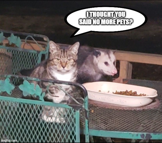 Whose the new roommate? | I THOUGHT YOU SAID NO MORE PETS? | image tagged in cats | made w/ Imgflip meme maker
