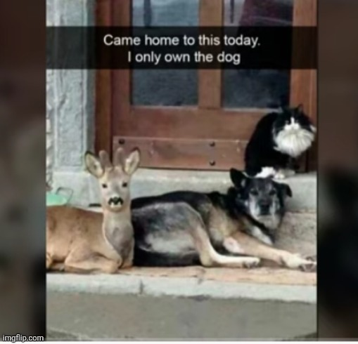 image tagged in funny memes | made w/ Imgflip meme maker