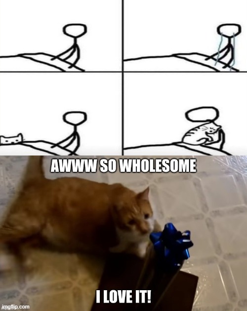 awwwwwww | image tagged in cats,aww,cute cat | made w/ Imgflip meme maker