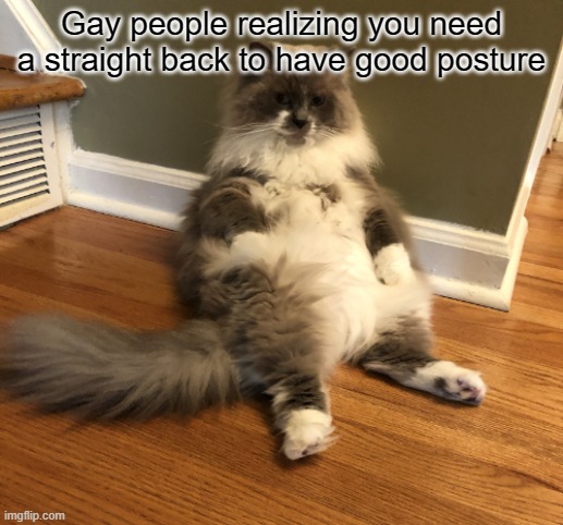 Gay people realizing you need a straight back to have good posture | image tagged in cat,memes | made w/ Imgflip meme maker