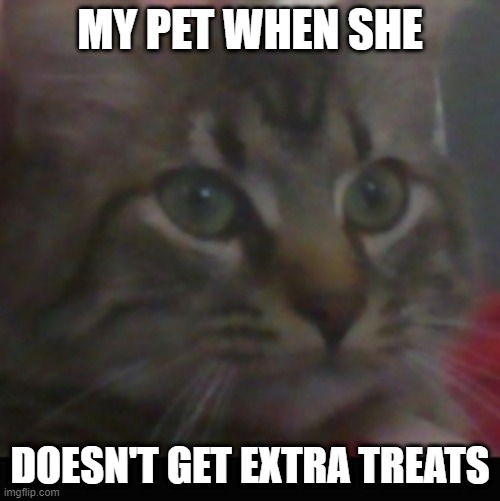 M e m e | MY PET WHEN SHE; DOESN'T GET EXTRA TREATS | image tagged in m e m e | made w/ Imgflip meme maker
