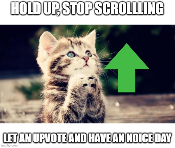 Praying cat | HOLD UP, STOP SCROLLLING; LET AN UPVOTE AND HAVE AN NOICE DAY | image tagged in praying cat | made w/ Imgflip meme maker