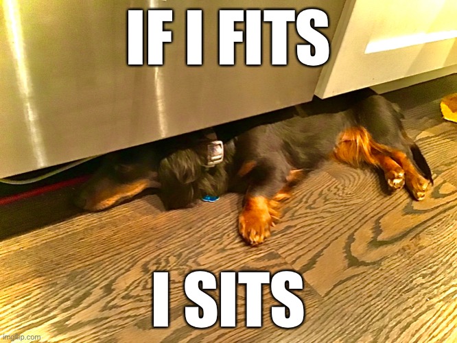 Hot off the press “if I fits I sits” meme - Imgflip