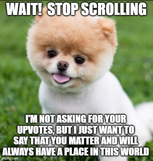 You will always and forever matter | WAIT!  STOP SCROLLING; I'M NOT ASKING FOR YOUR UPVOTES, BUT I JUST WANT TO SAY THAT YOU MATTER AND WILL ALWAYS HAVE A PLACE IN THIS WORLD | image tagged in you matter,cute dog,luna_the_dragon | made w/ Imgflip meme maker
