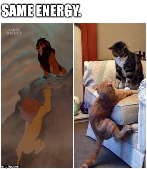 SAME ENERGY. | image tagged in cats,the lion king | made w/ Imgflip meme maker
