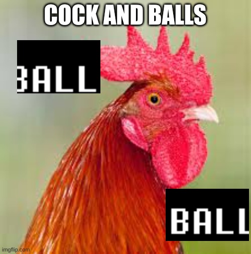 rooster | COCK AND BALLS | image tagged in rooster | made w/ Imgflip meme maker