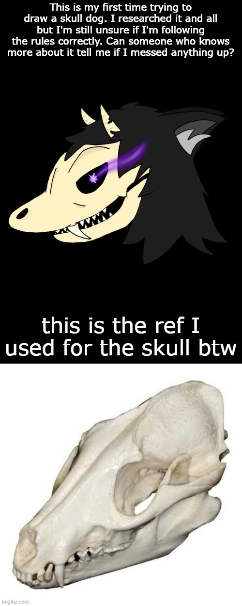 Help pls | This is my first time trying to draw a skull dog. I researched it and all but I'm still unsure if I'm following the rules correctly. Can someone who knows more about it tell me if I messed anything up? this is the ref I used for the skull btw | image tagged in furry,skull,dog,drawings,art,test | made w/ Imgflip meme maker