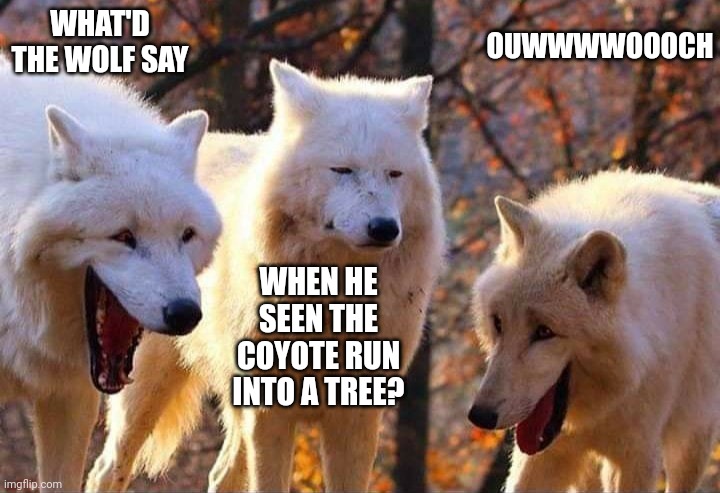 Laughing wolf | WHAT'D THE WOLF SAY; OUWWWWOOOCH; WHEN HE SEEN THE COYOTE RUN INTO A TREE? | image tagged in laughing wolf | made w/ Imgflip meme maker