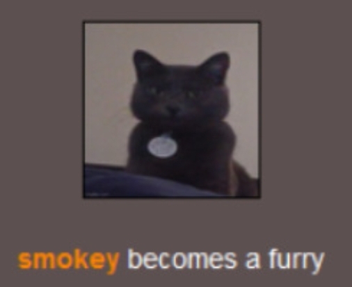 High Quality How does a cat become a furry Blank Meme Template
