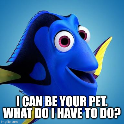 Dory from Finding Nemo | I CAN BE YOUR PET.
WHAT DO I HAVE TO DO? | image tagged in dory from finding nemo | made w/ Imgflip meme maker