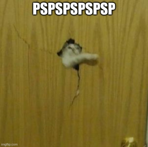 Cat | PSPSPSPSPSP | image tagged in cat | made w/ Imgflip meme maker