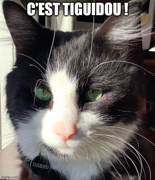 Tiguidou | C'EST TIGUIDOU ! | image tagged in tiguidou | made w/ Imgflip meme maker