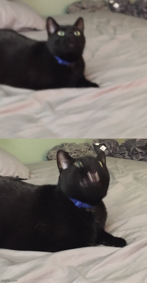 A new template: AAAAA cat | image tagged in cats,screaming,custom template | made w/ Imgflip meme maker