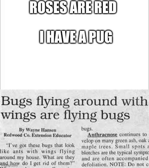 bruh | ROSES ARE RED; I HAVE A PUG | image tagged in white background | made w/ Imgflip meme maker