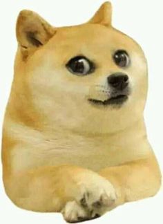 High Quality DOGE NIÑO Blank Meme Template