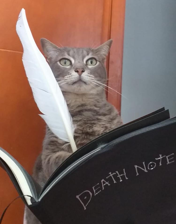 Death note cat Blank Meme Template