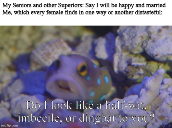 Blue Spotted Jawfish | My Seniors and other Superiors: Say I will be happy and married
Me, which every female finds in one way or another distasteful:; Do I look like a half-wit, imbecile, or dingbat to you? | image tagged in blue spotted jawfish | made w/ Imgflip meme maker