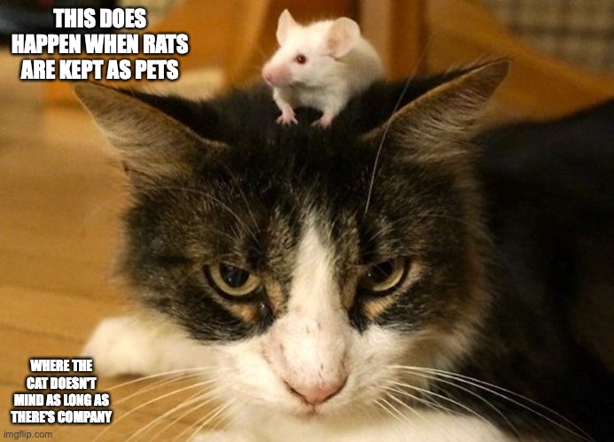 Cat With Mouse | THIS DOES HAPPEN WHEN RATS ARE KEPT AS PETS; WHERE THE CAT DOESN'T MIND AS LONG AS THERE'S COMPANY | image tagged in cats,mouse,memes | made w/ Imgflip meme maker