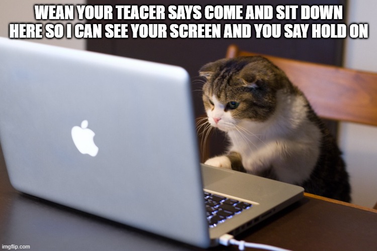 Cat on Computer |  WEAN YOUR TEACER SAYS COME AND SIT DOWN HERE SO I CAN SEE YOUR SCREEN AND YOU SAY HOLD ON | image tagged in cat on computer | made w/ Imgflip meme maker