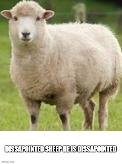dissapointedsheep | DISSAPOINTED SHEEP HE IS DISSAPOINTED | image tagged in dissapointedsheep,dissapointed,dissapointment,his dissapointment is unmersurable | made w/ Imgflip meme maker