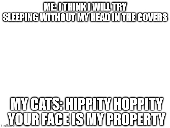 Blank White Template | ME: I THINK I WILL TRY SLEEPING WITHOUT MY HEAD IN THE COVERS; MY CATS: HIPPITY HOPPITY  YOUR FACE IS MY PROPERTY | image tagged in blank white template | made w/ Imgflip meme maker